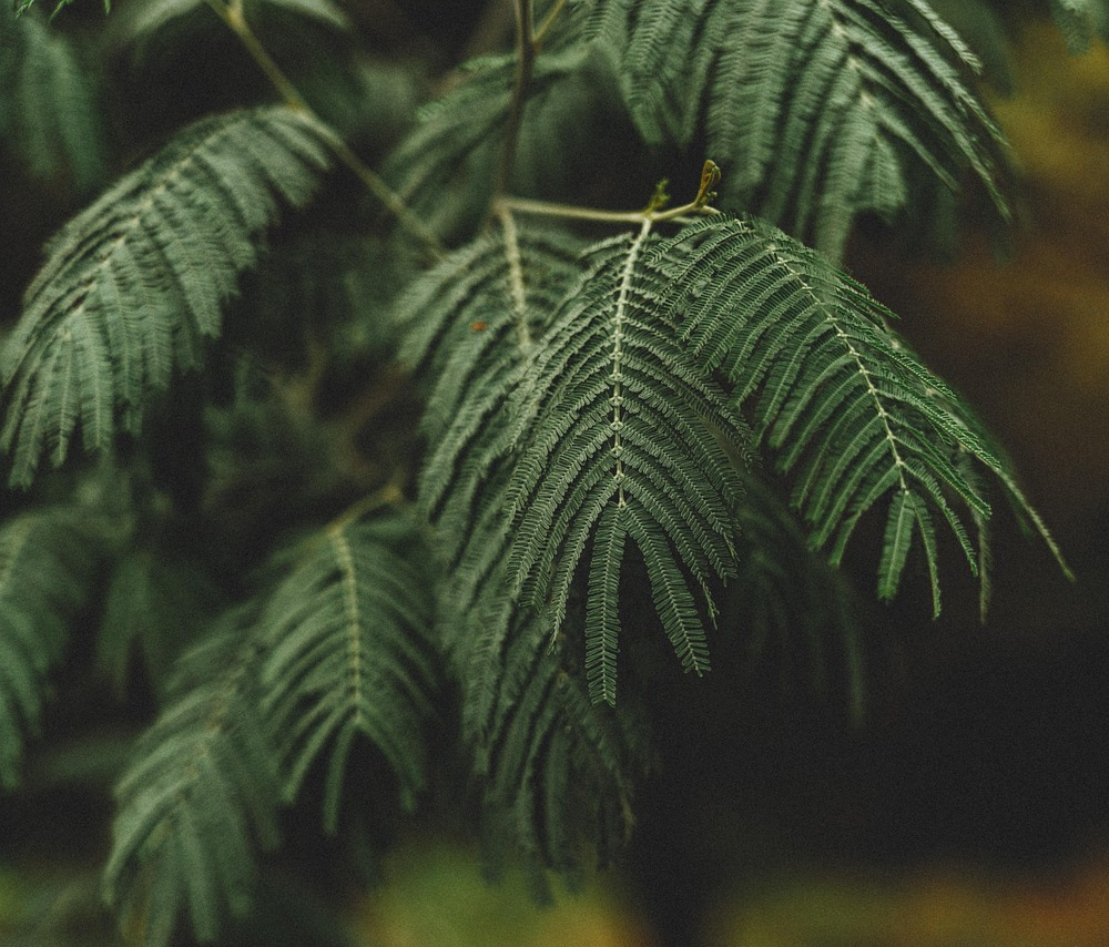 green fern leaves closeup